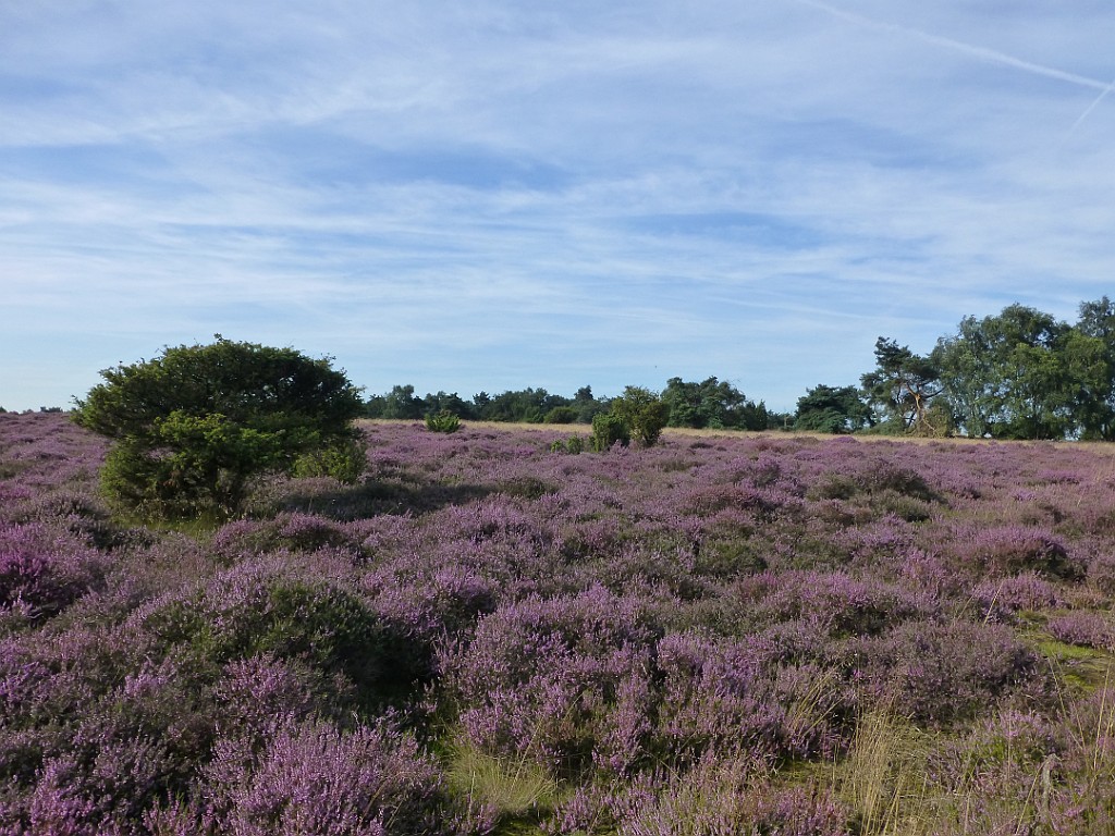 KNNV excursie Lemelerberg [0524].jpg - KNNV excursie Lemelerberg